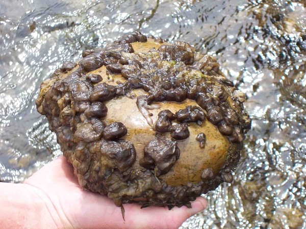 Didymo or rock snot covering a rock taken from a South Island river